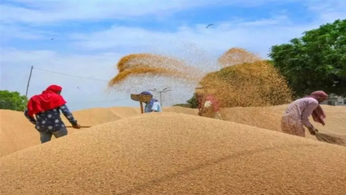 Bihar Wheat Procurement 2026: Govt To Buy Wheat At Rs 2,585 per Quintal ...