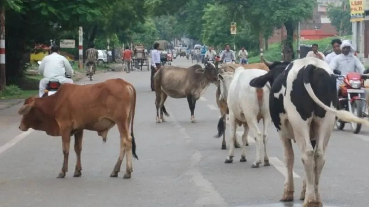 gurugram-targets-december-31-to-become-stray-cattle-free-intensifies-property-tax-action