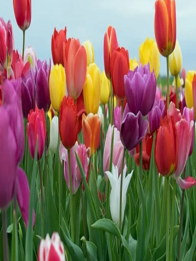 ndmc-to-expand-high-tech-tulip-storage-facility-at-lodhi-garden-new-room-to-preserve-2-lakh-bulbs-year-round