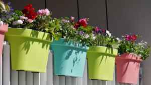 3 Unique Low-Water Balcony Plants You Have Never Heard Of
