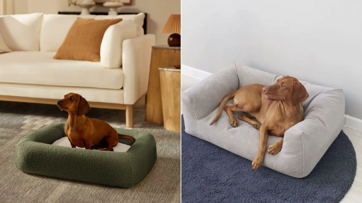 Best Dog Beds India