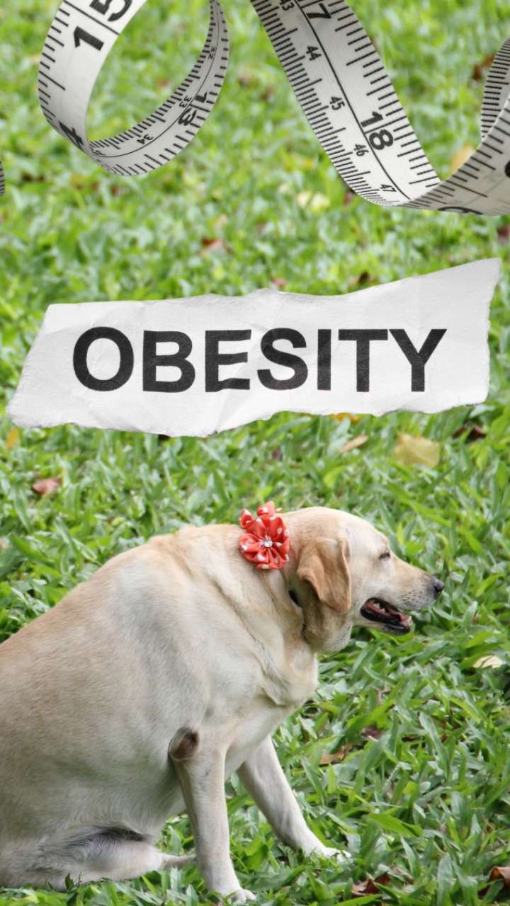 View of Pet Obesity On The Rise, Check Ways To Protect Them!
