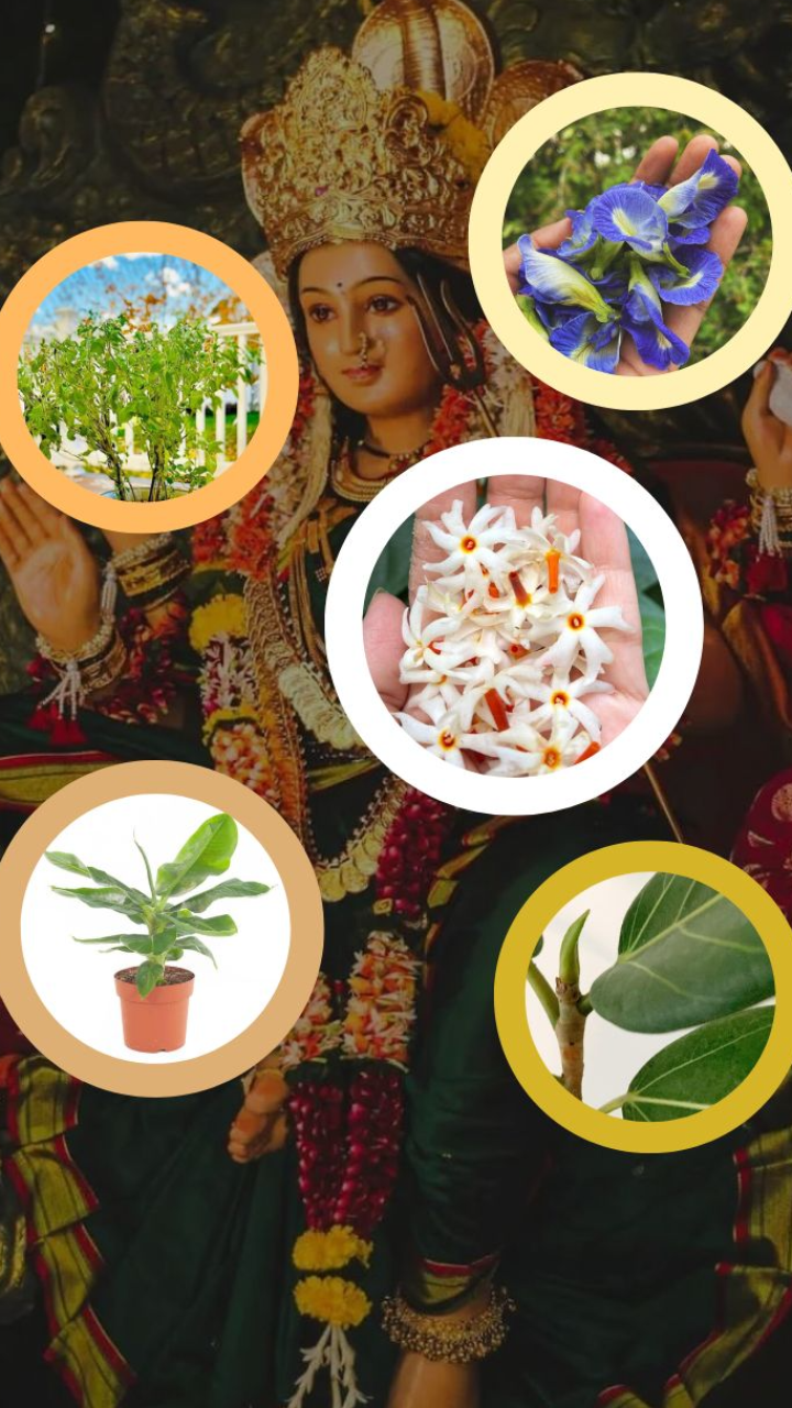 Navratri 2022: Get These Plants To Bring Fortune & Wealth To Your Home