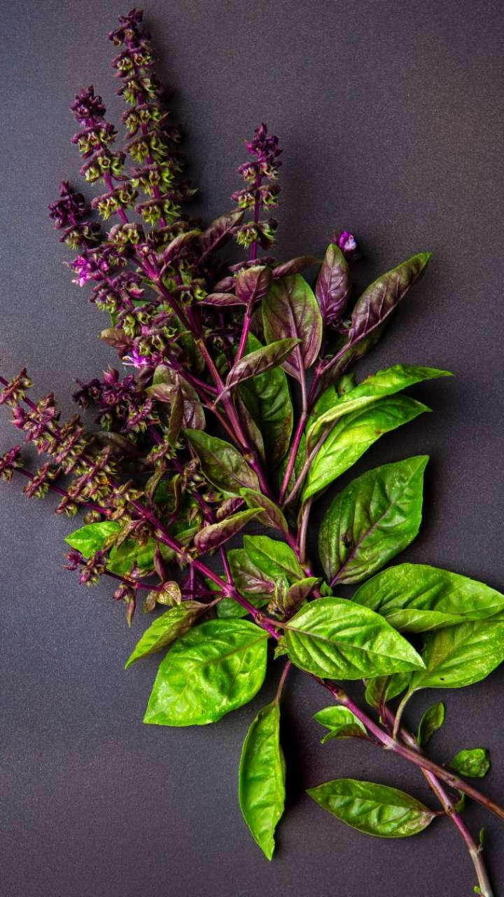 5 Ways To Consume Basil Seeds For Weight Loss