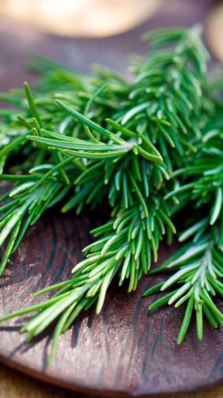 Top 7 Tips To Take Care Of Your Rosemary Plant In Winter StorialTech