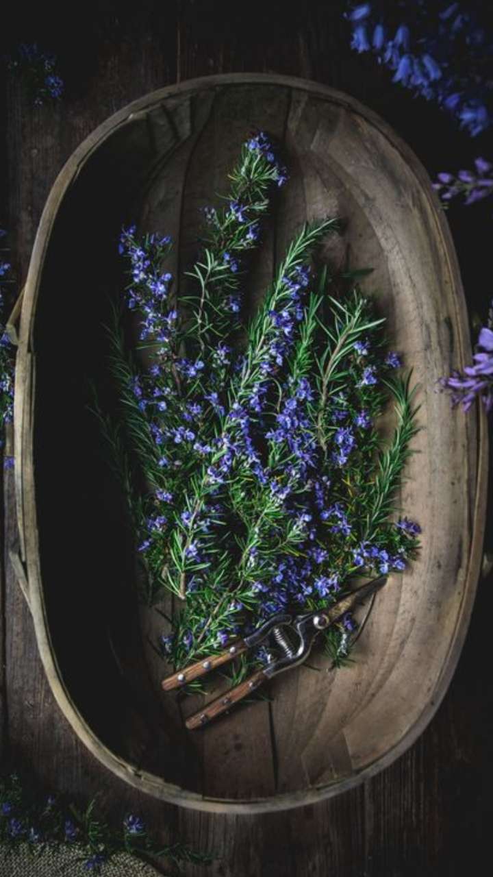 Top 5 Rosemary Hair Packs For Winter