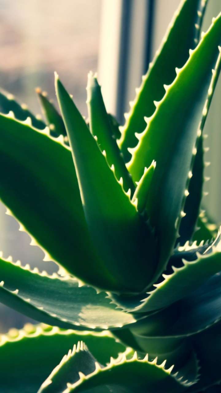 5 Healthy Ways To Consume Aloe Vera 5-healthy-ways-to-consume-aloe-vera