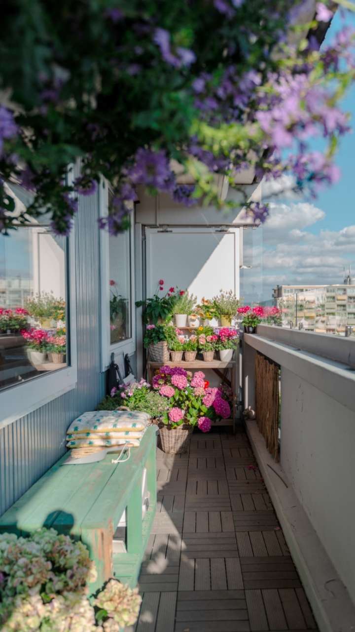 Vastu Tips 6 Plants To Keep In Your Balcony For Positivity In Home